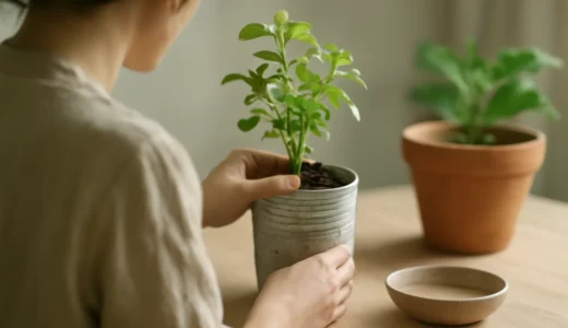 植木鉢の代用は身近な容器で！排水性を高める加工とおしゃれな見せ方
